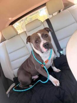Hondo -  American Bulldog and Mixed Breed Dog for Adoption in Malvern, Pennsylvania - Hondo | PetCurious