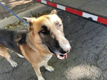 Rescue German Shepherd Dog and Mixed Breed Dogs for Adoption in Fort Worth, Texas - 59757736 | PetCurious
