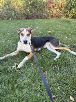 Samantha -  Beagle and Border Collie Dog for Adoption in Billings, Montana - Samantha | PetCurious