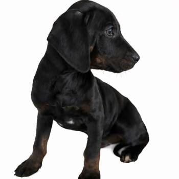 Mixed Breed Dogs Available for Adoption in Fredericksburg, Virginia - Erica Hahn | PetCurious