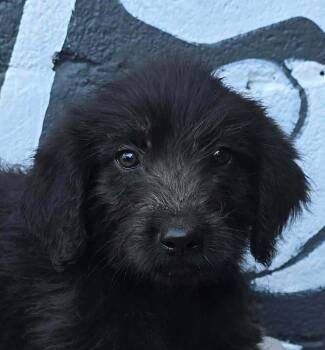 Berkeley (B Squad) -  Labradoodle Dog for Adoption in Brewster, New York - Berkeley (B Squad) | PetCurious