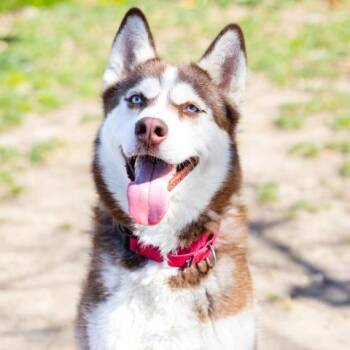 Siberian Husky and Mixed Breed Dogs Available for Adoption - SHADOWFAX | PetCurious
