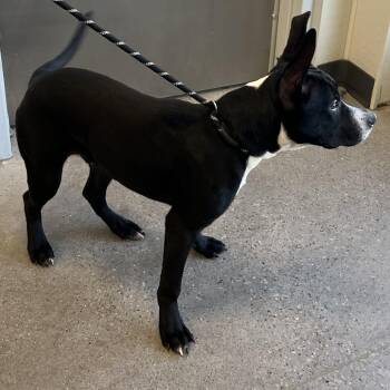 Mixed Breed Dogs Available for Adoption in Las Cruces, New Mexico - 105427 | PetCurious