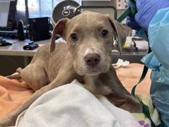 Pit Bull Terrier Dogs Available for Adoption - POPCORN | PetCurious