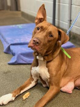 Mixed Breed Dogs Available for Adoption in Jacksonville, Florida - MAMA COCOA | PetCurious