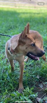 Flower -  Husky Dog for Adoption in Lincoln University, Pennsylvania - Flower | PetCurious