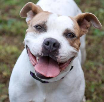 Molly (AO37623) -  American Bulldog Dog for Adoption in Kansas City, Kansas - Molly (AO37623) | PetCurious