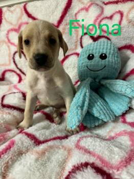 Labrador Retriever Dogs Available for Adoption in Pomfret, Connecticut - FIONA | PetCurious