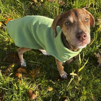 Rescue Mixed Breed Dogs for Adoption in Hilton, New York - Flynn | PetCurious