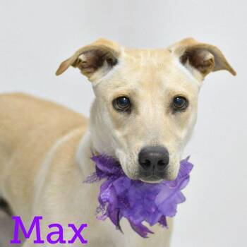 Max -  Labrador Retriever Dog for Adoption in Lake Havasu City, Arizona - Max | PetCurious