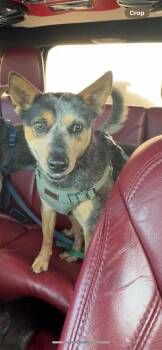 Tennessee -  Australian Cattle Dog Blue Heeler Dog for Adoption in Lancaster, South Carolina - Tennessee | PetCurious