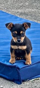Arlo -  Miniature Pinscher Dog for Adoption in Semmes, Alabama - Arlo | PetCurious