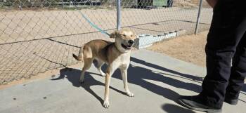 Rescue Whippet and Boxer Dogs for Adoption in California City, California - Camille | PetCurious
