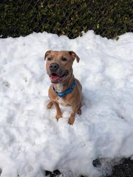 Pit Bull Terrier Dogs Available for Adoption - Eloise | PetCurious