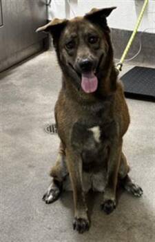MARCELINE -  German Shepherd Dog and Mixed Breed Dog for Adoption - MARCELINE | PetCurious
