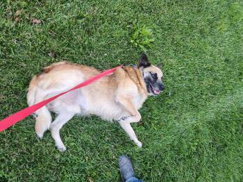 Cujo -  Australian Cattle Dog Blue Heeler Dog for Adoption in Kankakee, Illinois - Cujo | PetCurious