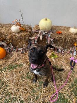 Rescue Mixed Breed Dogs for Adoption in Miami Shores, Florida - Jessie | PetCurious