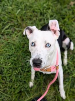 PEARL -  Pit Bull Terrier and Mixed Breed Dog for Adoption in St. Peters, Missouri - PEARL | PetCurious
