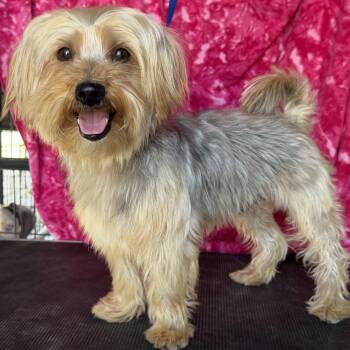 Ziggy -  Yorkshire Terrier and Terrier Dog for Adoption in Knightsen, California - Ziggy | PetCurious