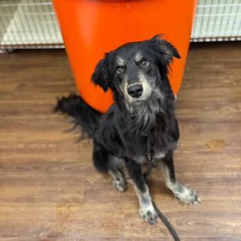Rescue Australian Shepherd Dogs for Adoption in Port Richey, Florida - Evil Kinevil | PetCurious