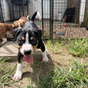 Ruckus -  Hound and Pit Bull Terrier Dog for Adoption in Grafton, Massachusetts - Ruckus | PetCurious