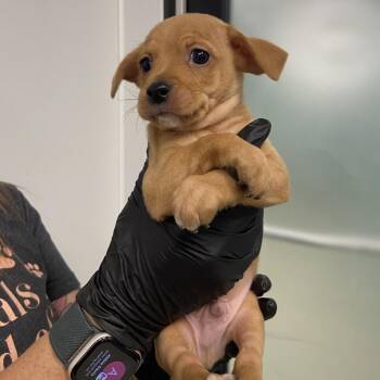 Chihuahua Dogs Available for Adoption - Minion | PetCurious