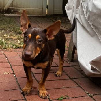 Chocolata -  Feist Dog for Adoption in Wake Forest, North Carolina - Chocolata | PetCurious