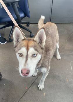 LILY -  Mixed Breed Dog for Adoption in Dallas, Texas - LILY | PetCurious