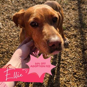 Hound Dogs Available for Adoption - Ellie | PetCurious