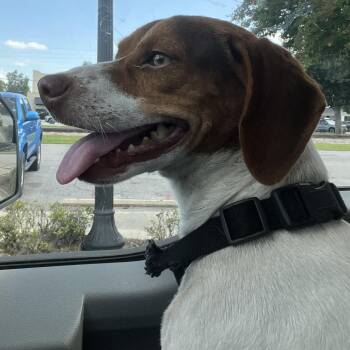 Nugget -  Jack Russell Terrier Dog for Adoption in Richmond Hill, Georgia - Nugget | PetCurious