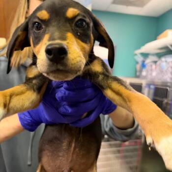 Tornado -  Border Collie and Whippet Dog for Adoption in Lenexa, Kansas - Tornado | PetCurious