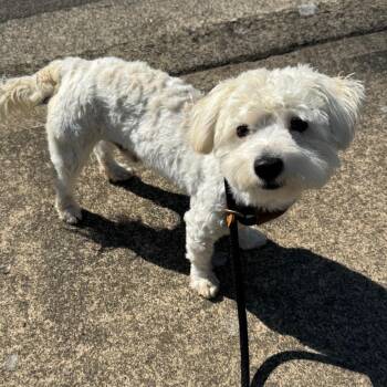 Simon -  Maltese and Miniature Poodle Dog for Adoption in Newberg, Oregon - Simon | PetCurious