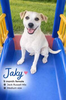 Jack Russell Terrier Dogs Available for Adoption in Mesa, Arizona - JAKY – 9 MONTH JACK RUSSELL MIX FEMALE  | PetCurious