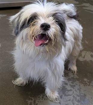 RINGO -  Shih Tzu Dog for Adoption in Camarillo, California - RINGO | PetCurious