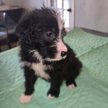 Mirry (Benefactor Puppy) -  Golden Retriever and German Shepherd Dog Dog for Adoption in New Orleans, Louisiana - Mirry (Benefactor Puppy) | PetCurious