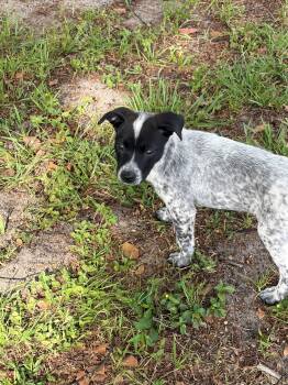 Australian Cattle Dog Blue Heeler Dogs Available for Adoption in Zephyrhills, Florida - Pepper | PetCurious