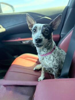 Australian Cattle Dog Blue Heeler Dogs Available for Adoption in Douglas, Georgia - Waffles | PetCurious