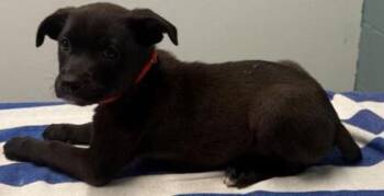 Pit Bull Terrier and Mixed Breed Dogs Available for Adoption in Kansas City, Missouri - Roma | PetCurious