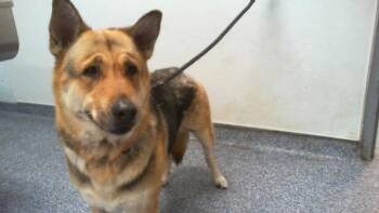 German Shepherd Dog and Mixed Breed Dogs Available for Adoption in Charlotte, North Carolina - A1263944 | PetCurious