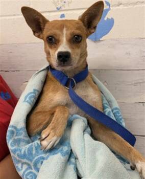 SASHA -  Chihuahua and Mixed Breed Dog for Adoption in San Bernardino, California - SASHA | PetCurious