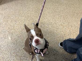 CANELA -  Boston Terrier Dog for Adoption in Doral, Florida - CANELA | PetCurious