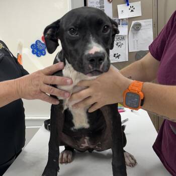 Jillian -  Pit Bull Terrier and Mixed Breed Dog for Adoption in Starkville, Mississippi - Jillian | PetCurious
