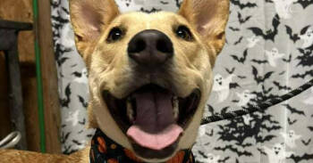 Rescue Mixed Breed Dogs for Adoption in Scott, Louisiana - Stormy | PetCurious