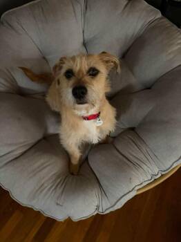 Terrier Dogs Available for Adoption - Roomie | PetCurious