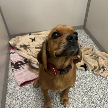 Tobby Copper -  Beagle and Cocker Spaniel Dog for Adoption in Calgary, Alberta - Tobby Copper | PetCurious