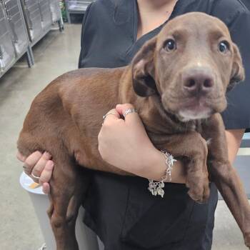 Megaphone -  Chocolate Labrador Retriever and Mixed Breed Dog for Adoption in Midland, Texas - Megaphone | PetCurious