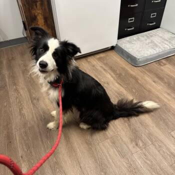 Panda -  Border Collie and Mixed Breed Dog for Adoption in Morganfield, Kentucky - Panda | PetCurious