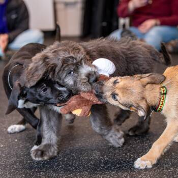 Mixed Breed Dogs Available for Adoption - Lux *Avail By Appt* | PetCurious