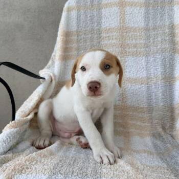 Thingamajig -  Terrier and Mixed Breed Dog for Adoption in Carencro, Louisiana - Thingamajig | PetCurious