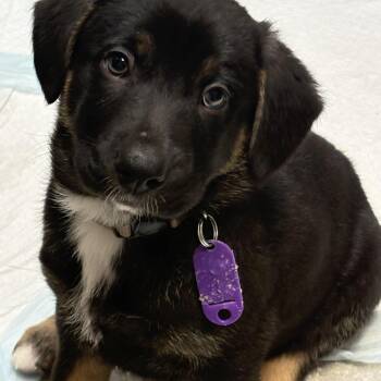 Dutch Shepherd Dogs Available for Adoption - Baker | PetCurious